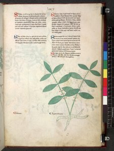 Egerton 747 Tractatus de herbis (ハーブ) c.1280-1310 (ベラムにインクとカラー) 作： School Italian