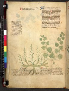 Egerton 747 Tractatus de herbis (ハーブ) c.1280-1310 (ベラムにインクとカラー) 作： School Italian