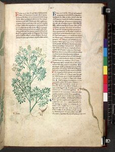 Egerton 747 Tractatus de herbis (ハーブ) c.1280-1310 (ベラムにインクとカラー) 作： School Italian