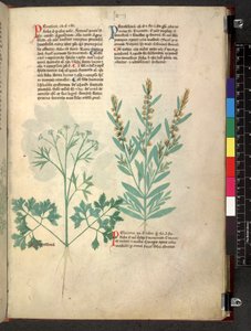 Egerton 747 Tractatus de herbis (ハーブ) c.1280-1310 (ベラムにインクとカラー) 作： School Italian