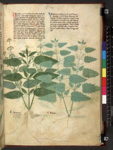 Egerton 747 Tractatus de herbis (ハーブ) c.1280-1310 (ベラムにインクとカラー) 作： School Italian