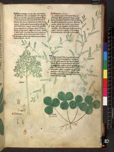 Egerton 747 Tractatus de herbis (ハーブ) c.1280-1310 (ベラムにインクとカラー) 作： School Italian