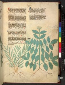 Egerton 747 Tractatus de herbis (ハーブ) c.1280-1310 (ベラムにインクとカラー) 作： School Italian