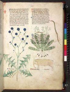 Egerton 747 Tractatus de herbis (ハーブ) c.1280-1310 (ベラムにインクとカラー) 作： School Italian