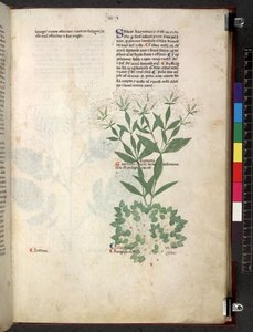Egerton 747 Tractatus de herbis (ハーブ) c.1280-1310 (ベラムにインクとカラー) 作： School Italian