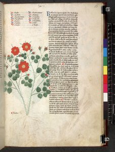 Egerton 747 Tractatus de herbis (ハーブ) c.1280-1310 (ベラムにインクとカラー) 作： School Italian