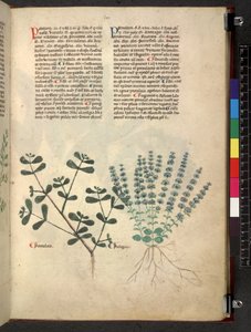 Egerton 747 Tractatus de herbis (ハーブ) c.1280-1310 (ベラムにインクとカラー) 作： School Italian