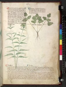 Egerton 747 Tractatus de herbis (ハーブ) c.1280-1310 (ベラムにインクとカラー) 作： School Italian