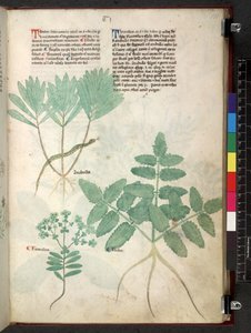 Egerton 747 Tractatus de herbis (ハーブ) c.1280-1310 (ベラムにインクとカラー) 作： School Italian
