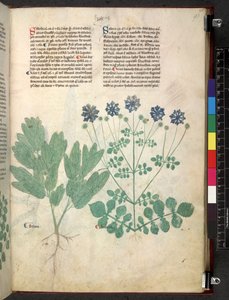 Egerton 747 Tractatus de herbis (ハーブ) c.1280-1310 (ベラムにインクとカラー) 作： School Italian