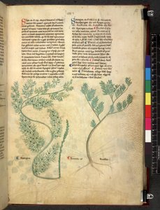 Egerton 747 Tractatus de herbis (ハーブ) c.1280-1310 (ベラムにインクとカラー) 作： School Italian