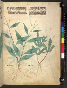 Egerton 747 Tractatus de herbis (ハーブ) c.1280-1310 (ベラムにインクとカラー) 作： School Italian