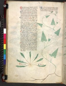 Egerton 747 Tractatus de herbis (ハーブ) c.1280-1310 (ベラムにインクとカラー) 作： School Italian