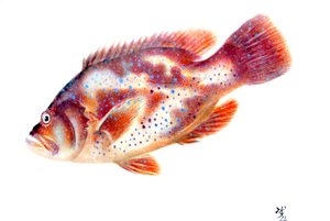 魚拓 作： Japanese School