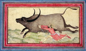 Runaway Buffalo、Johnson Album XIV、no.11、verso、1700 年頃 (アルバム リーフに色付きの図) 作： School Mughal