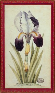 旗菖蒲の習作（紙に水彩） 作： School Qajar