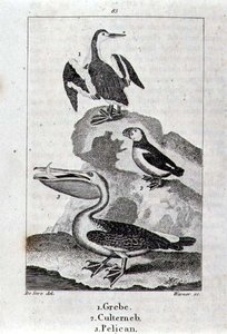 鳰、カルテルネブ、ペリカン（『A History of the Earth and Animated Nature』1816年ロンドンより）（銅板画