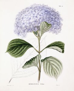 アジサイオタクサ、1835-70年頃 作： Sebastian Minsinger