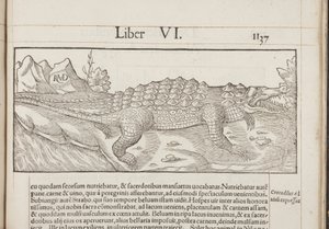 Cosmographia、Fol 1137、1544 作： Sebastian Munster