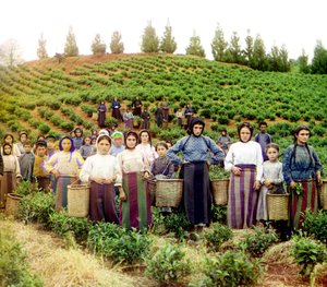 1905年から1915年にかけてロシア帝国のチャクヴァ茶を収穫した若いギリシャ人女性と子供たちのグループ 作： Sergey Prokudin Gorsky