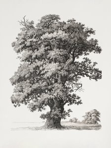 樹木研究　『自然』に倣って　風景画の観点から 作： 
