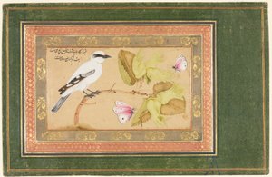 低木にとまる黒と白の鳥 作： Shafi Abbasi