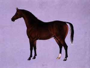 オピダン 1840年頃 （水彩・紙） 作： Shaik Muhammad Amir of Karraya