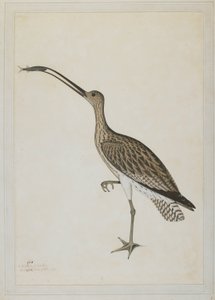 ムツゴロウを食べているトウゾクカモメ 作： Shaikh Zain ud Din (fl.1777 83)