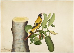 ジャックフルーツの切り株に黒いフード付きオリオールと昆虫、1778年にレディインピーが依頼したシリーズのフォリオ 作： Shaikh Zain ud Din