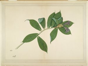 クレープジンジャープラント、レディインピーの委託によるシリーズのフォリオ、1780年頃 作： Shaikh Zain ud Din