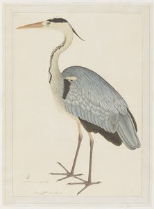 グレイ・ヘロン、レディ・インピーの委託によるシリーズのフォリオ、c.1780-82 作： Shaikh Zain ud Din