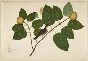 1777年にインディ夫人から委託されたシリーズのフォリオであるカダンバ支部の赤いヒゲバレルとアガナイスフィカスモス 作： Shaikh Zain ud Din