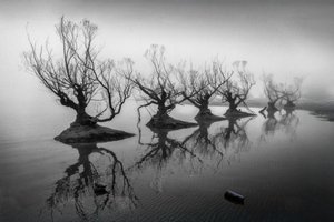 霧の中の裸木 作： 