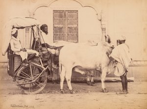 牛車、デリー、1863年。