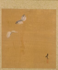 ゼシン ゼシン 画帖 蛾