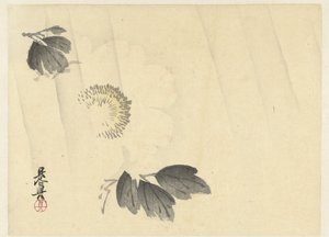 雨の中の白牡丹 作： Shibata Zeshin