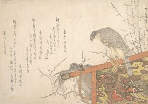 止まり木につながれた鷹。