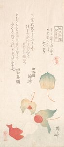 冬のサクランボ。
