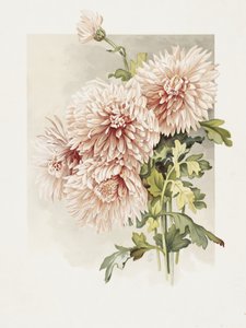 菊 作： 