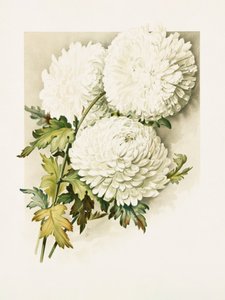 クリスマスイブの菊 作： 