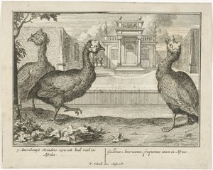 ホロホロ鳥 3 アメリカの鶏もアフリカで非常に一般的です (...) (オブジェクトのタイトル) 作： Sieuwert van der Meulen