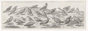 さまざまな種類の鳥がいる風景。 鳥と虫（連載タイトル）