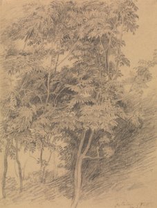 木の研究 作： Sir David Wilkie