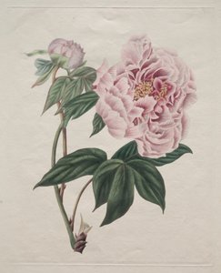 中国の木の牡丹 Paeonia suffruticosa、c。 1820年。 作： Smith
