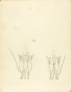 アカシア 作： Solon H. Borglum