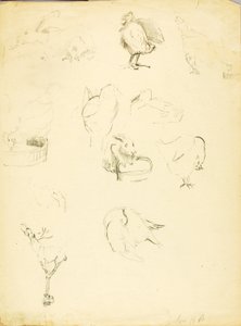 動物研究 作： ソロン・H・ボーグラム