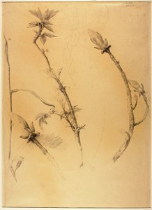枝 作： Solon H. Borglum