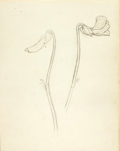 閉じた花と開いた花 作： ソロン・H・ボーグラム