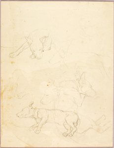 犬