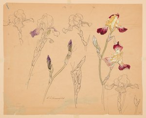 アヤメの研究 作： Sophia L. Crownfield